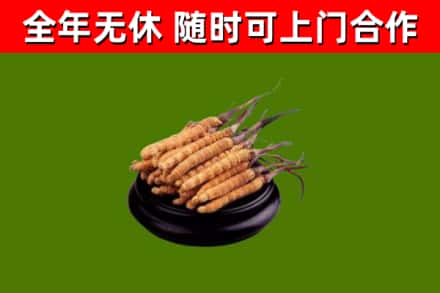 博望区回收散虫草