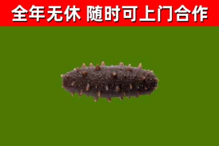 博望区回收海参干